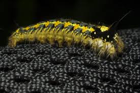 Attēlu rezultāti vaicājumam “Euthrix potatoria imago”