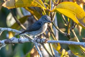 Attēlu rezultāti vaicājumam “Scapania lingulata”