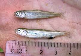 Image result for Coregonus lavaretus oxyrinchus