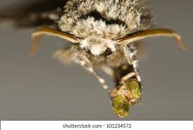 Attēlu rezultāti vaicājumam “Biston strataria”