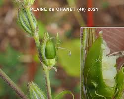 Attēlu rezultāti vaicājumam “Silene otites fruit”