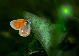 Attēlu rezultāti vaicājumam “Lycaena hippothoe underside”