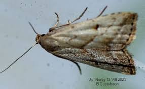 Attēlu rezultāti vaicājumam “Hypenodes humidalis”