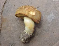 Attēlu rezultāti vaicājumam “Xerocomus subtomentosus”