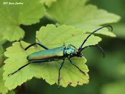 Attēlu rezultāti vaicājumam “Aromia moschata”