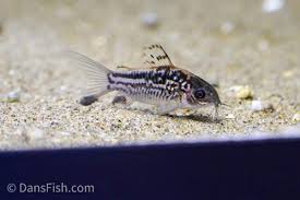 Image result for fish corydoras