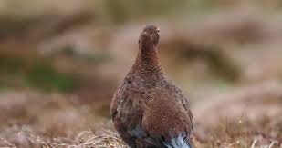 Attēlu rezultāti vaicājumam “Lagopus lagopus male”