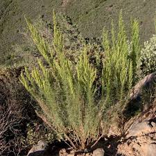 Image result for Artemisia caudata