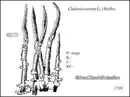 Attēlu rezultāti vaicājumam “Cladonia cornuta”