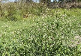 Attēlu rezultāti vaicājumam “Persicaria lapathifolia leaf”