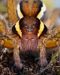 Attēlu rezultāti vaicājumam “Dolomedes fimbriatus”