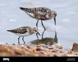 Attēlu rezultāti vaicājumam “Calidris minuta”