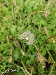 Attēlu rezultāti vaicājumam “Taraxacum suecicum”