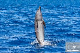 Image result for Tursiops truncatus