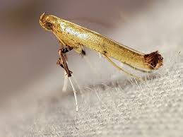 Attēlu rezultāti vaicājumam “Gracillariidae”