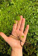 Attēlu rezultāti vaicājumam “Hydrocharis morsus-ranae bud”