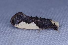 Attēlu rezultāti vaicājumam “Monopis monachella”