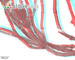 Attēlu rezultāti vaicājumam “Chara aspera”