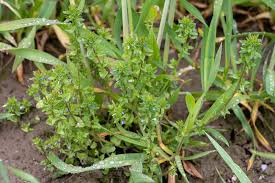 Attēlu rezultāti vaicājumam “Veronica arvensis leaf”