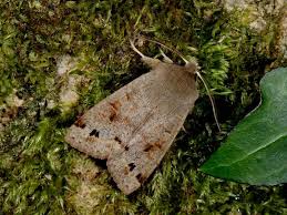 Attēlu rezultāti vaicājumam “Orthosia munda”