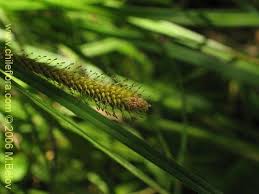 Attēlu rezultāti vaicājumam “Carex pseudocyperus fruit”