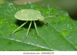 Attēlu rezultāti vaicājumam “Palomena prasina nymph”