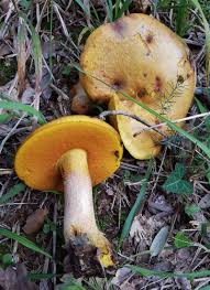 Attēlu rezultāti vaicājumam “Didymium xanthopus spores”