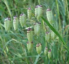 Attēlu rezultāti vaicājumam “Briza media bud”