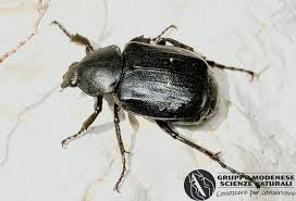 Attēlu rezultāti vaicājumam “Gnorimus variabilis”