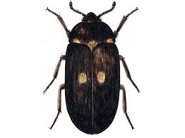 Attēlu rezultāti vaicājumam “Attagenus pellio”