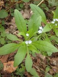 Attēlu rezultāti vaicājumam “Myosotis sparsiflora”