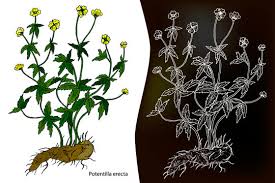 Image result for Potentilla tormentilla