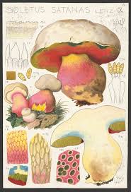 Attēlu rezultāti vaicājumam “Otidea leporina”