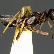 Attēlu rezultāti vaicājumam “Aulacidea hieracii”