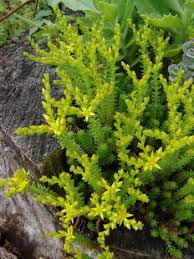 Attēlu rezultāti vaicājumam “Sedum sexangulare”