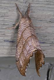 Attēlu rezultāti vaicājumam “Drepanidae”