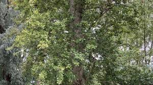 Attēlu rezultāti vaicājumam “Populus x berolinensis leaf”