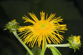 Attēlu rezultāti vaicājumam “Telekia speciosa bud”