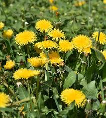 Attēlu rezultāti vaicājumam “Taraxacum officinale aggr. leaf”