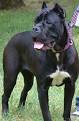 Cane CORSO: Learn More about Cane CORSOs