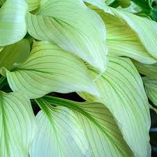 Image result for Hosta White Feather