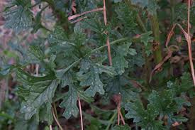 Attēlu rezultāti vaicājumam “Jacobaea vulgaris leaf”