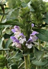 Attēlu rezultāti vaicājumam “Prunella vulgaris”