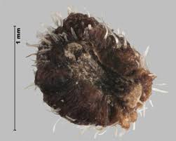 Attēlu rezultāti vaicājumam “Galium boreale fruit”