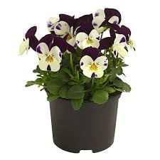 Image result for Hornveilchen