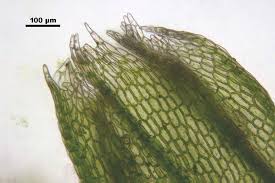 Attēlu rezultāti vaicājumam “Cephalozia bicuspidata”