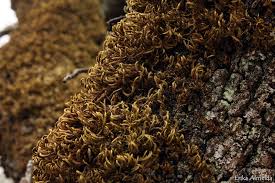 Attēlu rezultāti vaicājumam “Leucodon sciuroides”