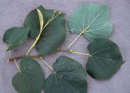 Attēlu rezultāti vaicājumam “Tilia cordata”