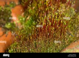 Attēlu rezultāti vaicājumam “Aulacomnium androgynum sporophyte”