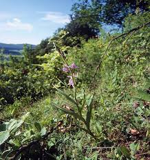 Attēlu rezultāti vaicājumam “Cephalanthera rubra bud”